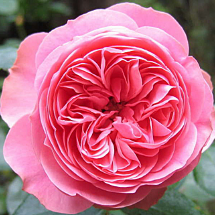 Штамбовая роза Леонардо да Винчи