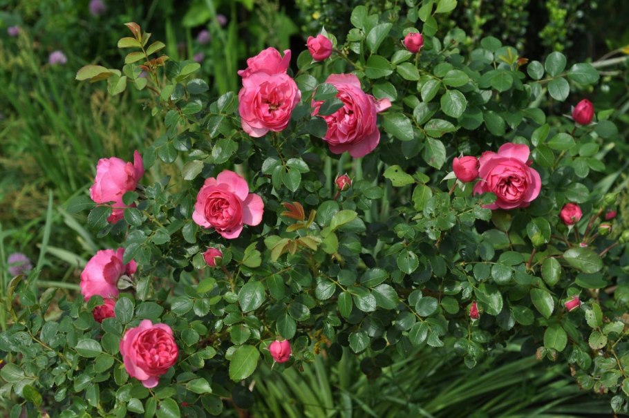 Роза Леонардо да Винчи, Мейян