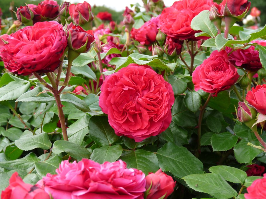 Роза сорт Леонардо да Винчи