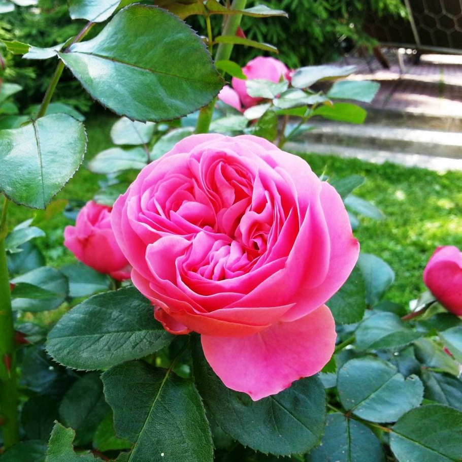 Роза Leonardo-da-Vinci