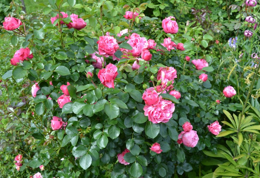 Red Leonardo роза