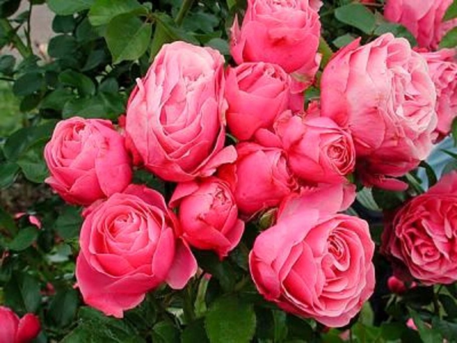 Роза ред Леонардо Давинчи