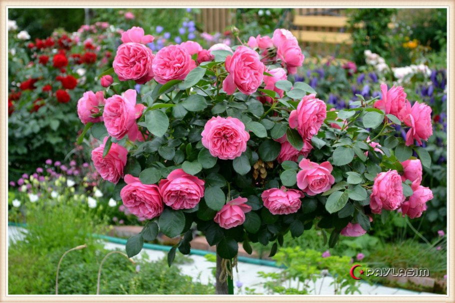 Штамбовая роза Леонардо