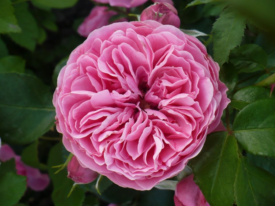 Роза Leonardo-da-Vinci