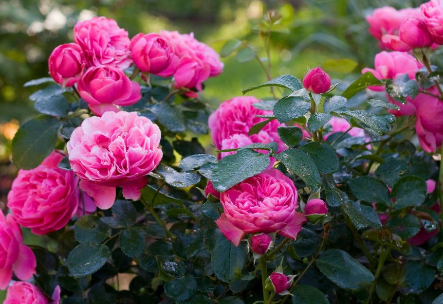 Роза флорибунда Leonardo da Vinci