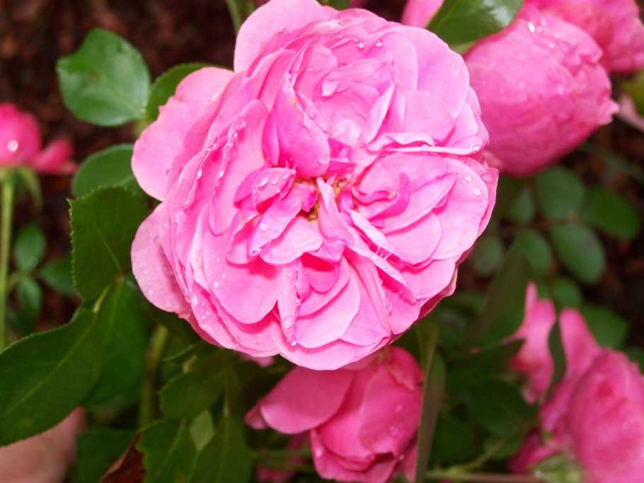 Роза флорибунда Leonardo da Vinci