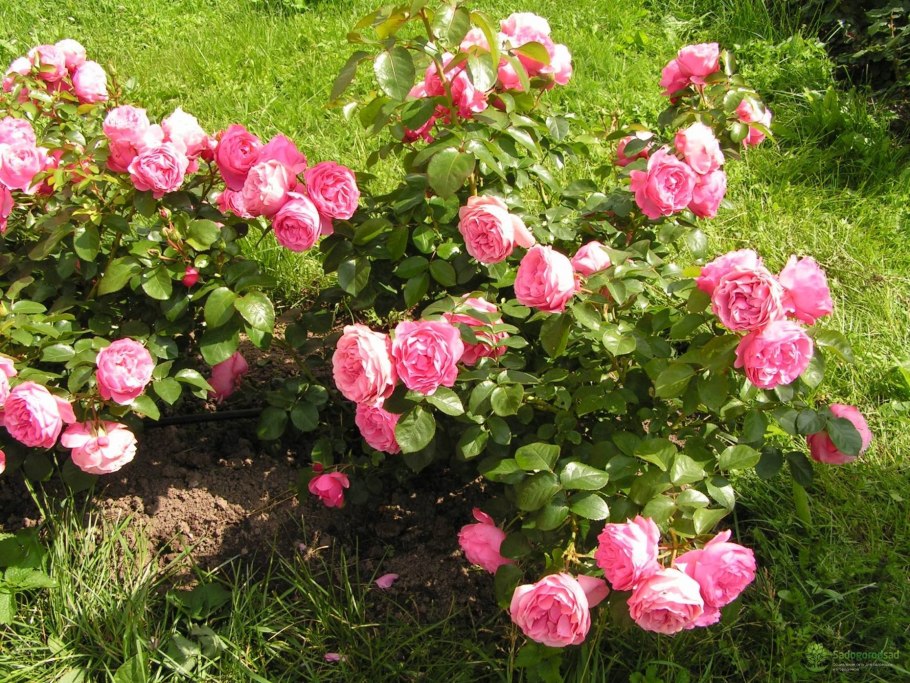 Роза ред Леонардо Давинчи