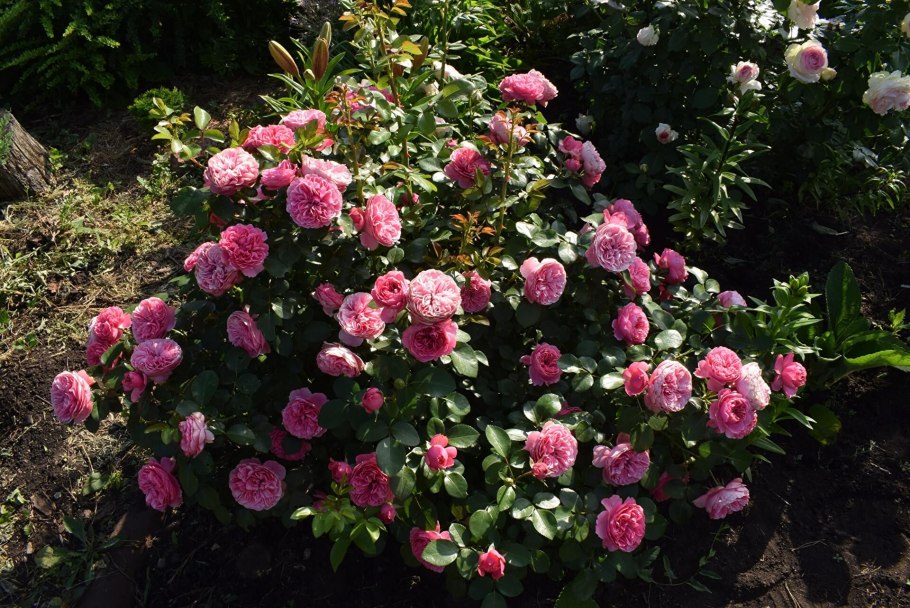 Роза флорибунда Leonardo da Vinci