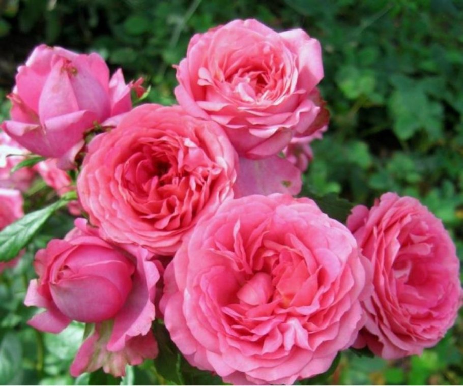 Роза флорибунда Red Leonardo da Vinci