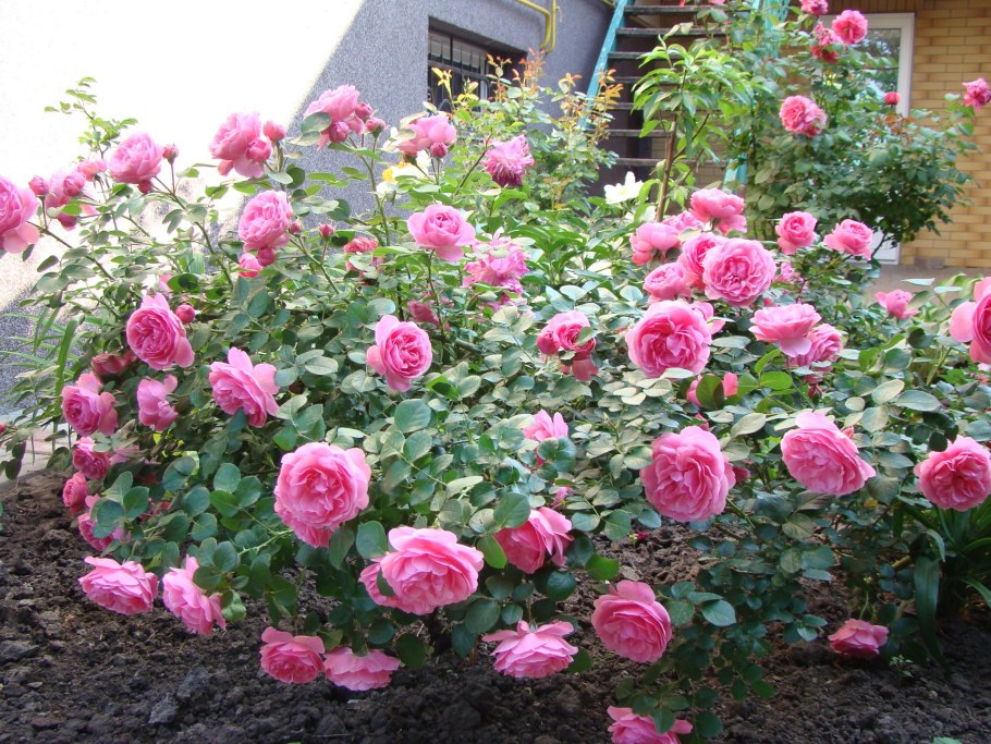 Роза флорибунда Rose Leonardo da Vinci