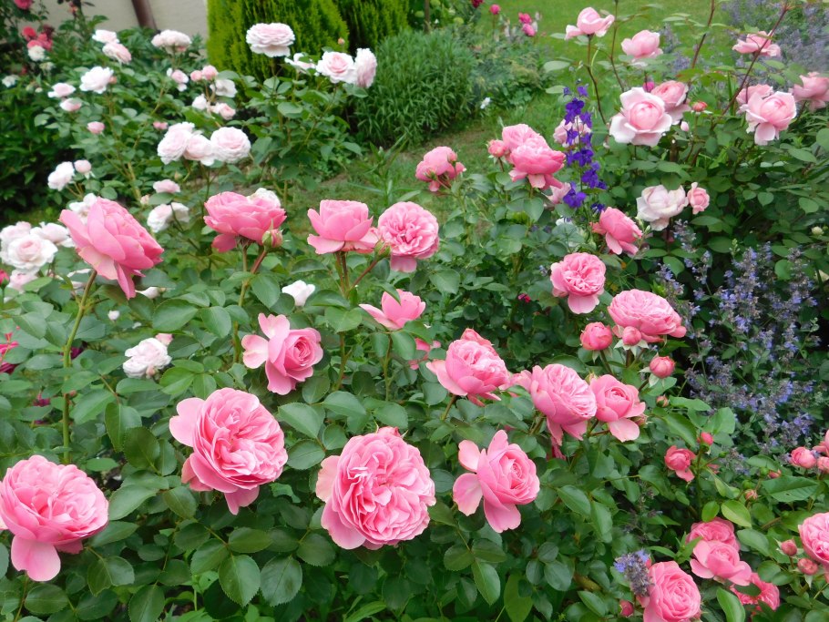 Роза Leonardo-da-Vinci