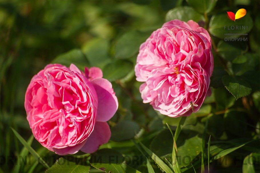 Полиантовая роза Леонардо да Винчи