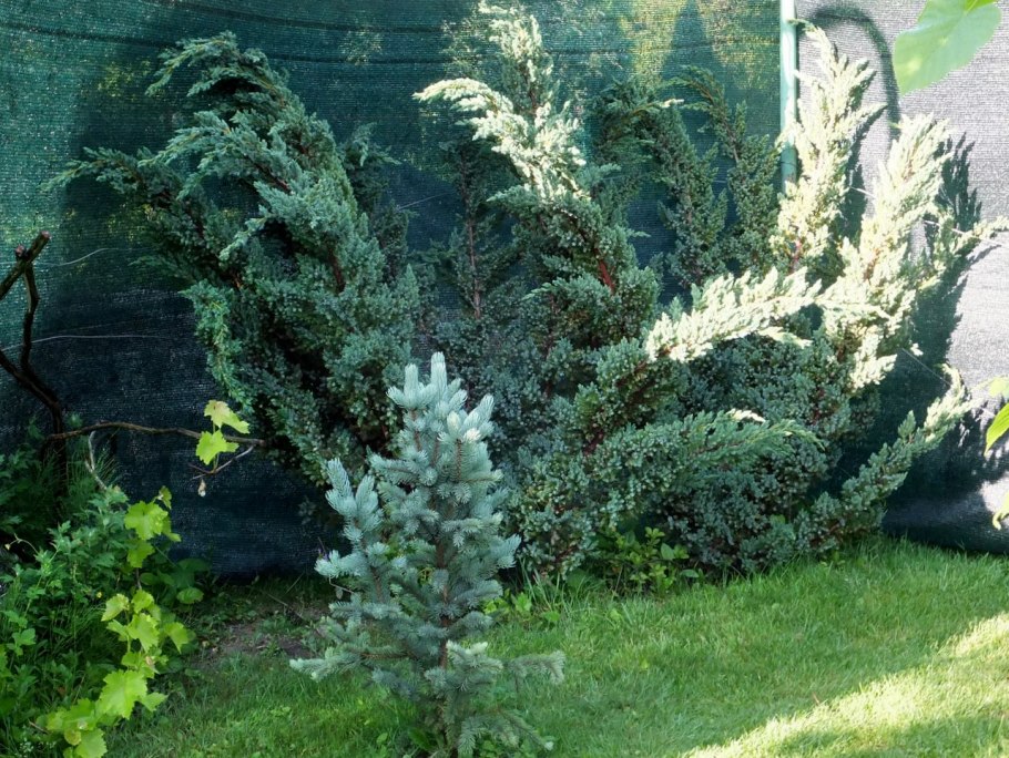 Можжевельник Блю компакт