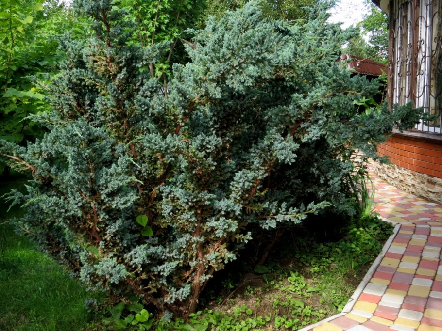 Можжевельник Мэри