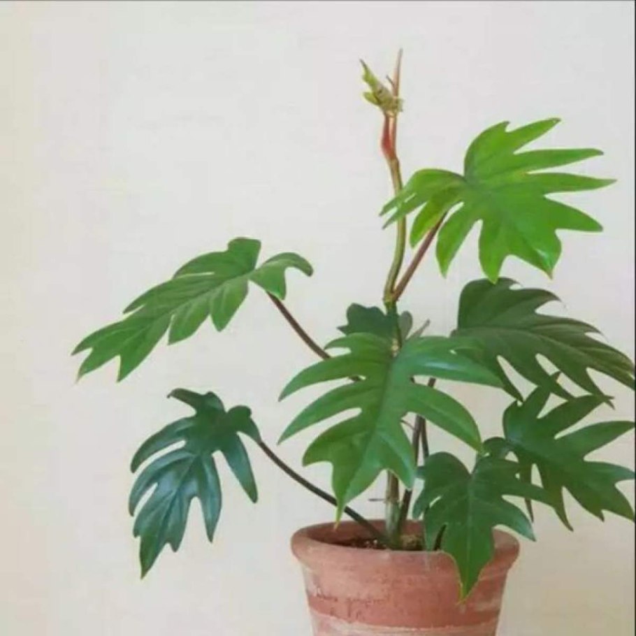 Филодендрон радиатум Лучистый