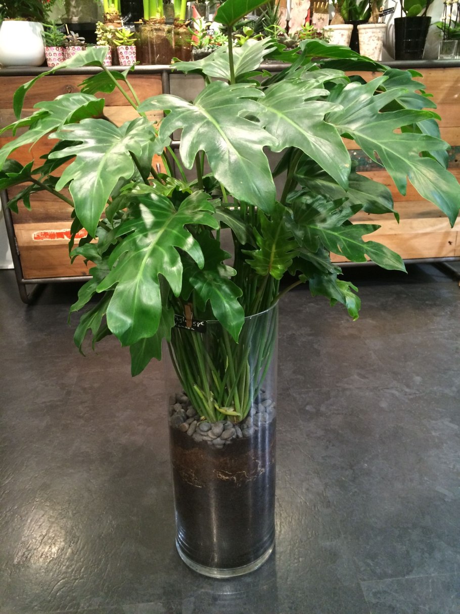 Филодендрон Рафидофора