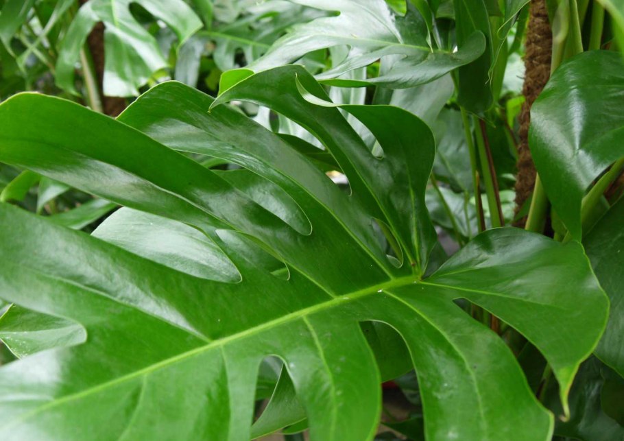 Филодендрон Элеганс Лучистый