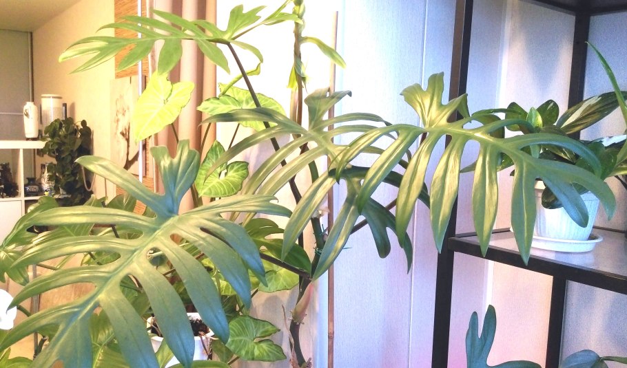 Филодендрон радиатум