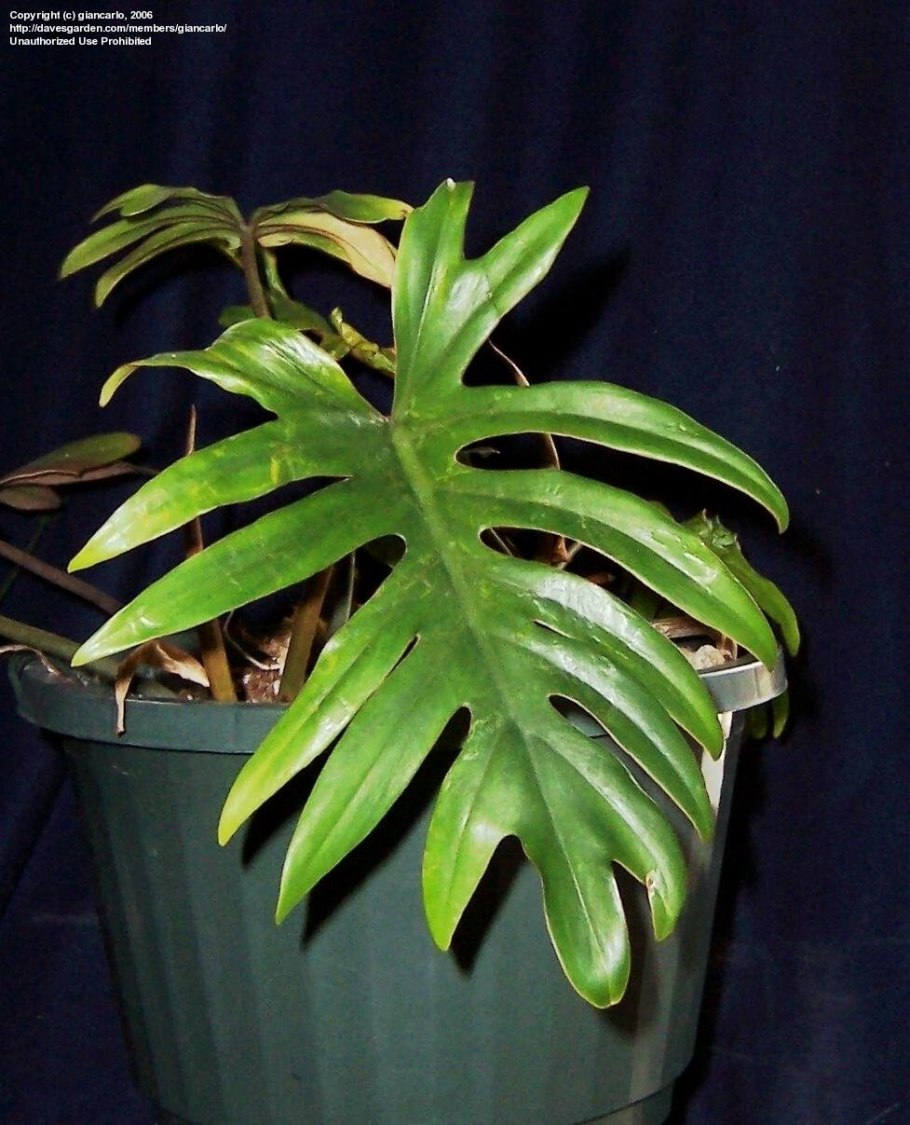 Филодендрон сквамиферум