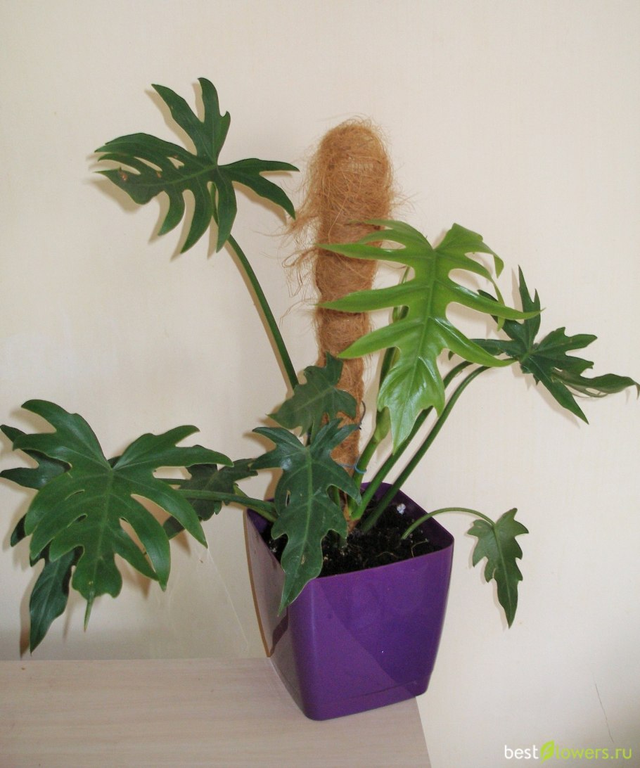 Ксанаду Филодендрон Ксанаду