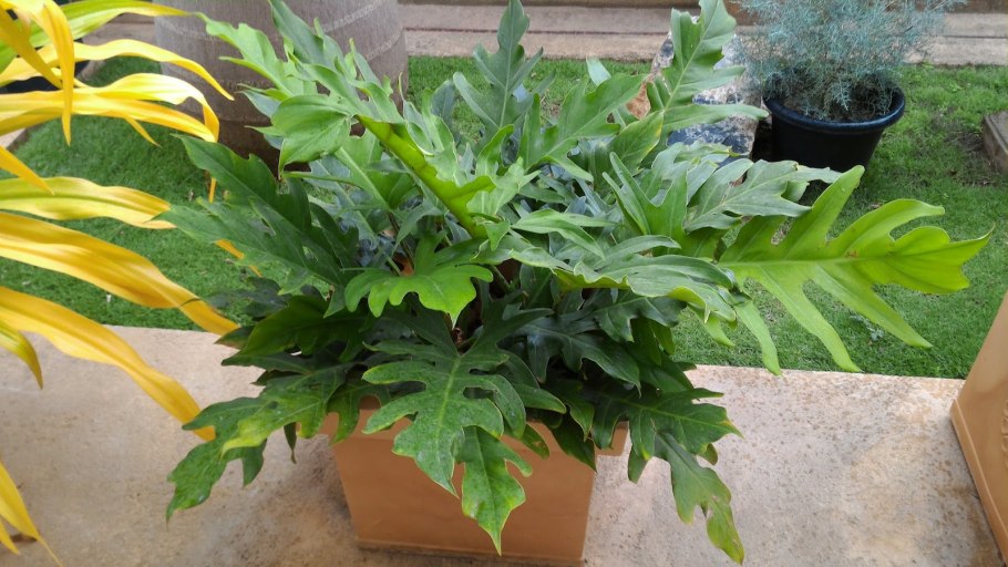 Филодендрон Green Mix 3 сорта Philo