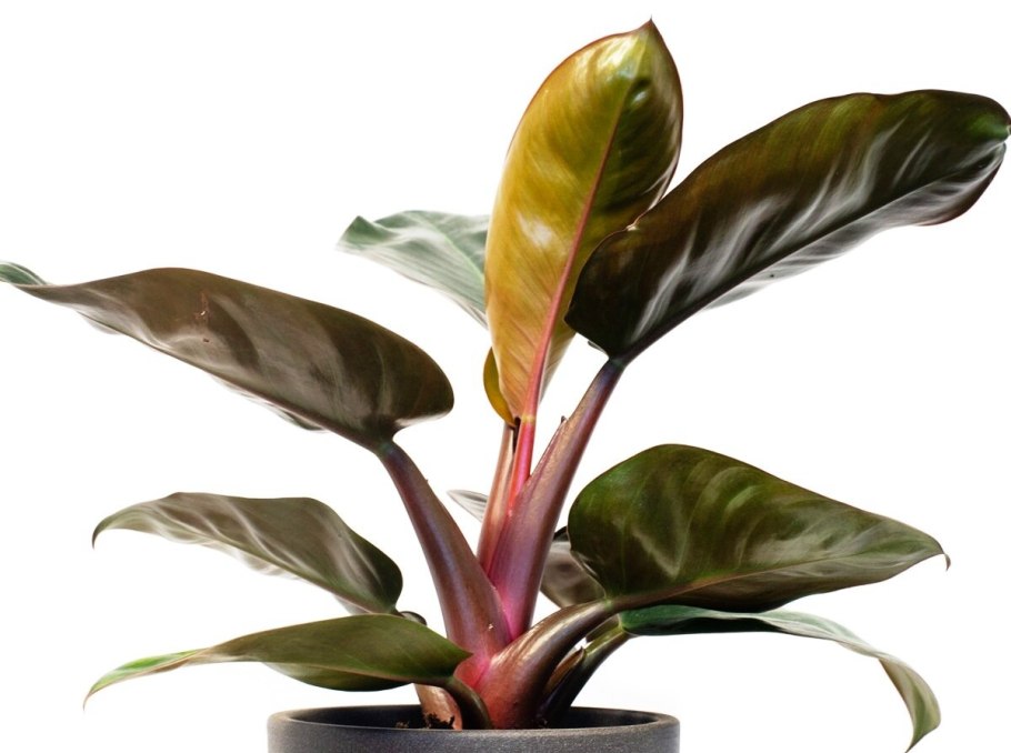 Филодендрон стрелолистный