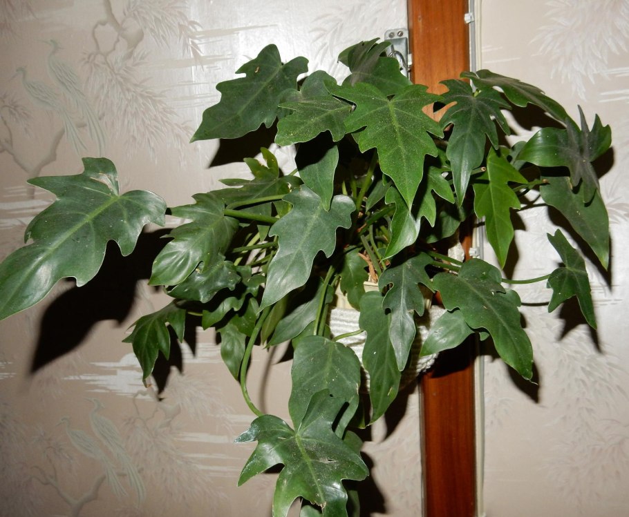 Филодендрон радиатум