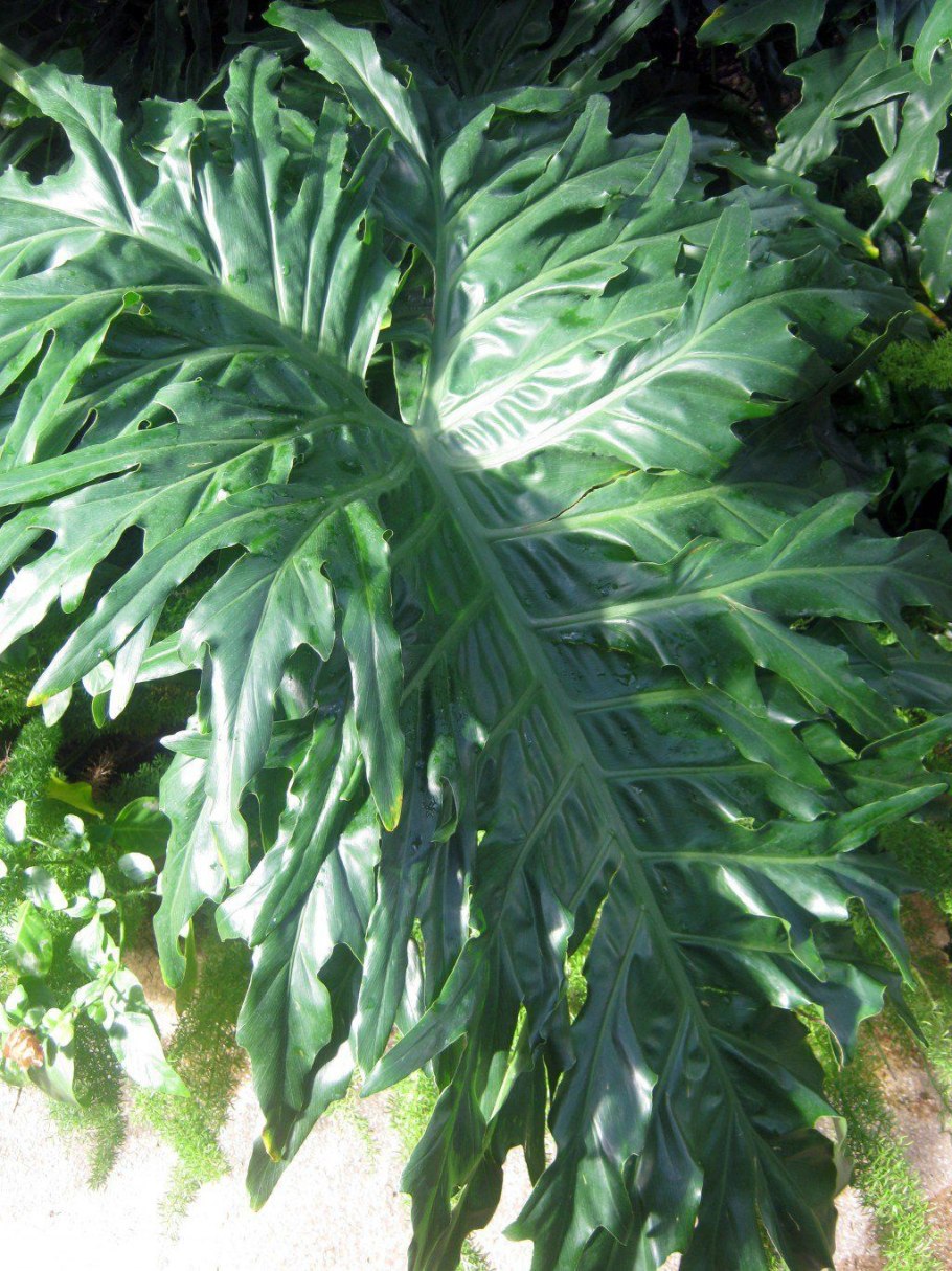 Филодендрон т31