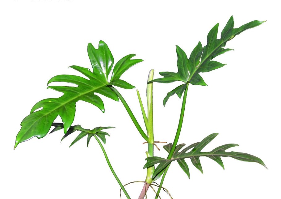 Филодендрон Florida Ghost Mint