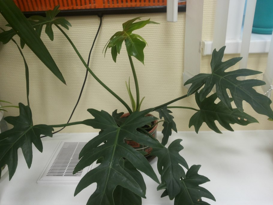 Филодендрон дваждыперистонадрезный