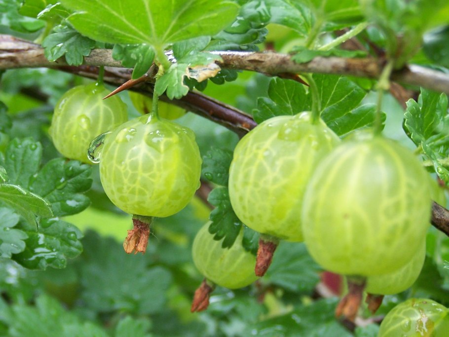 Крыжовник бесшипный медовый