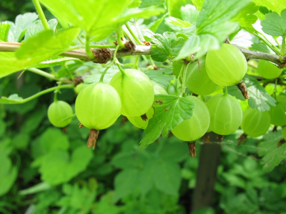 Крыжовник желтый волосистый сорт