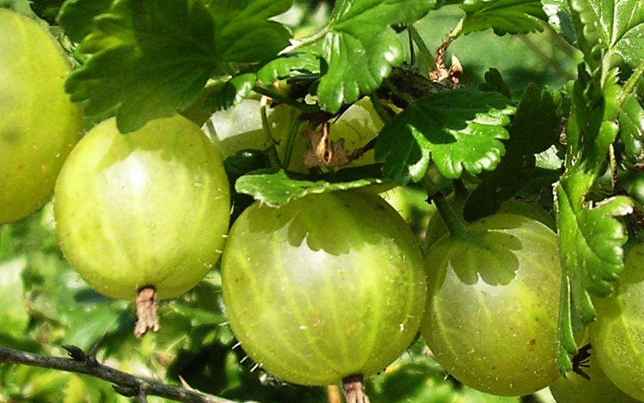 Крыжовник белые ночи