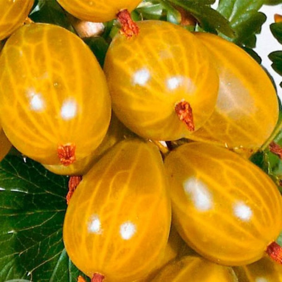 Крыжовник бесшипный медовый