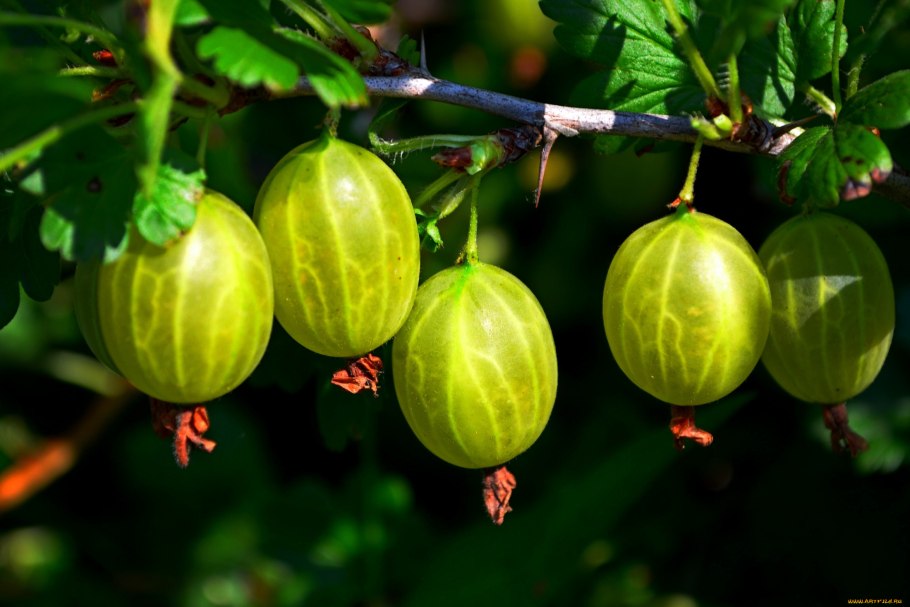 Крыжовник малахит