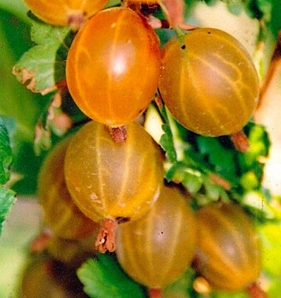 Крыжовник медовый куст