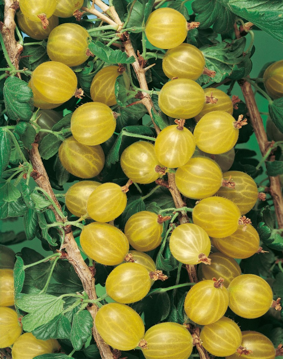 Крыжовник Куршу дзинтарс