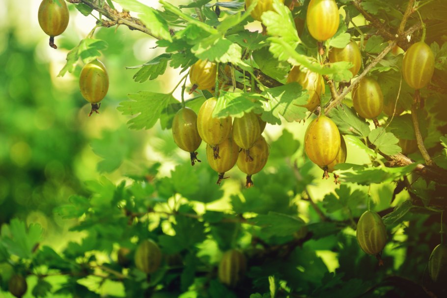 Сферотека крыжовника