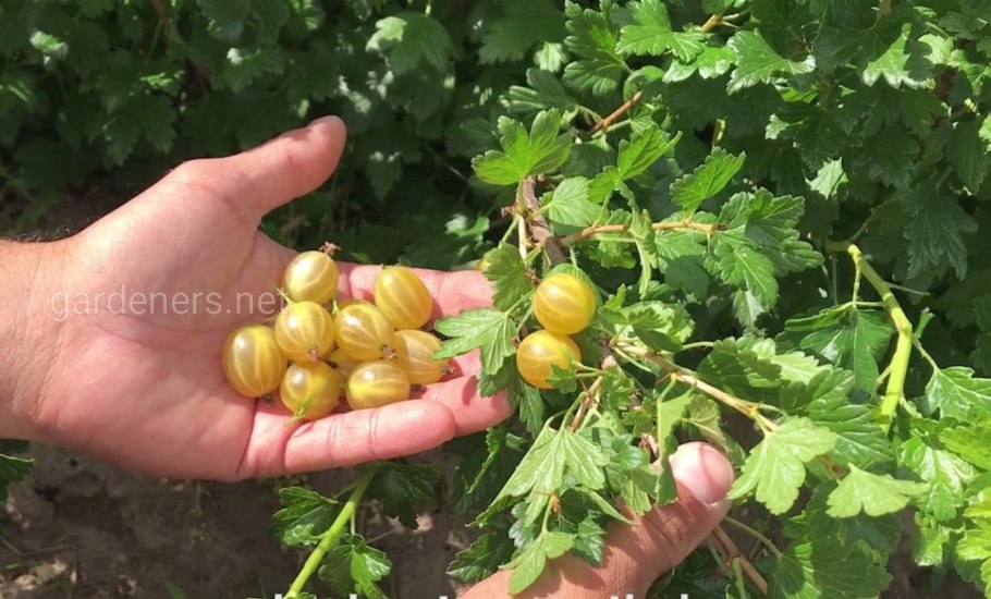 Крыжовник Млиевский желтый