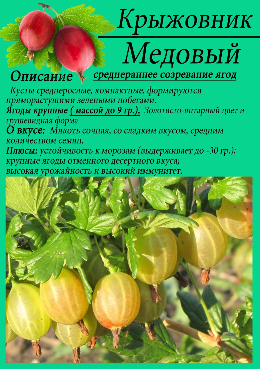Крыжовник медовый Агалакова
