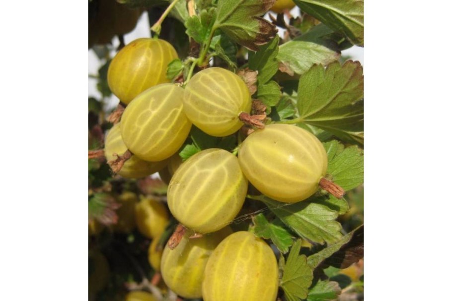 Крыжовник сорт Янтарный