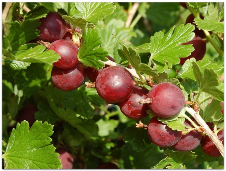 Крыжовник сорт садко