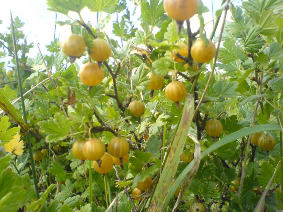 Крыжовник Куршу дзинтарс