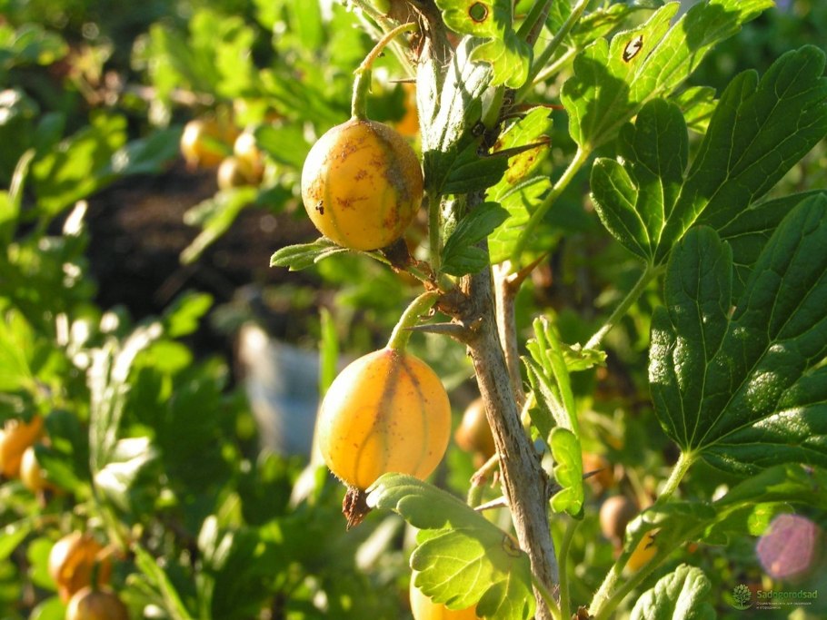 Крыжовник сорт Королевский