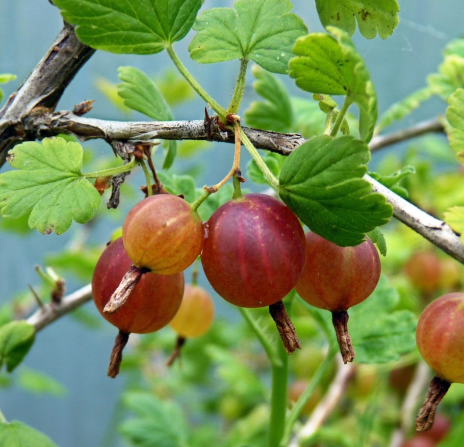 Крыжовник медовый куст