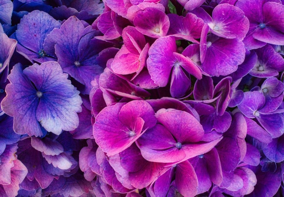 Гортензия крупнолистная Hydrangea macrophylla Ayesha