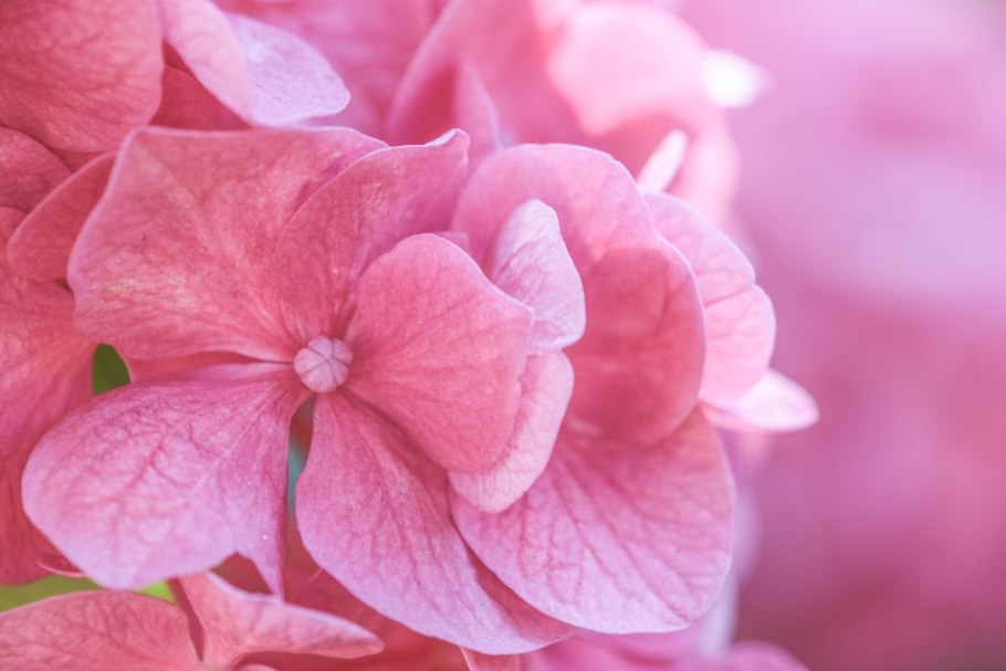 Гортензия Baladia hot Pink