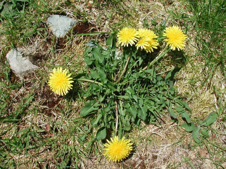 Taraxacum mattmarkense