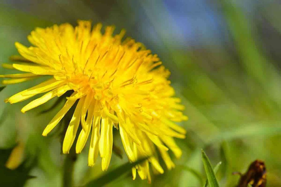 Семена одуванчика