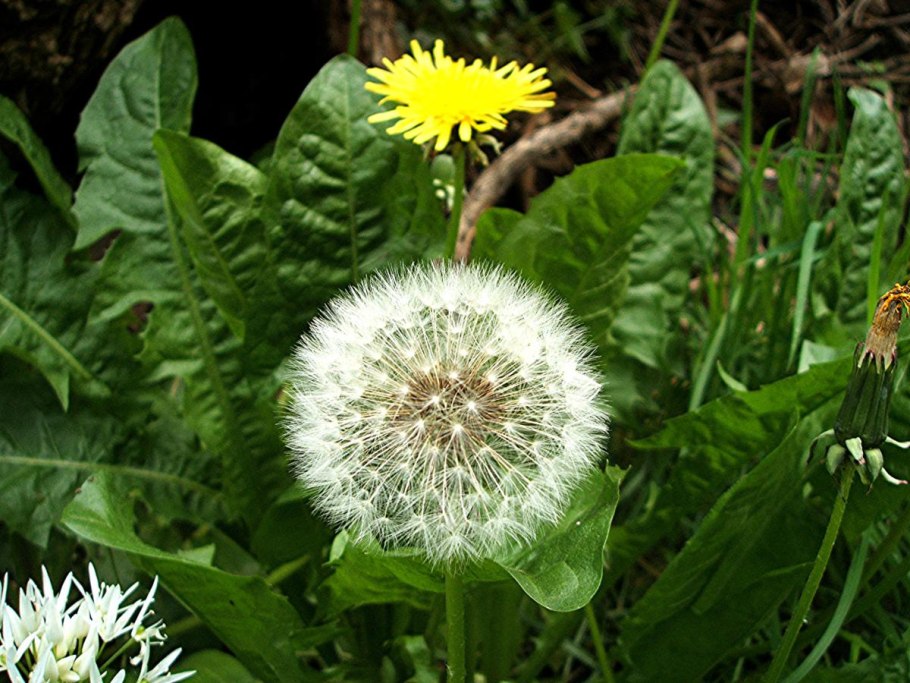 Одуванчик лекарственный- Taraxacum officinale web.